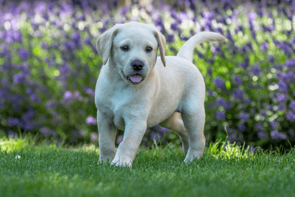 5 Things to Consider Before Buying a Labrador Puppy The