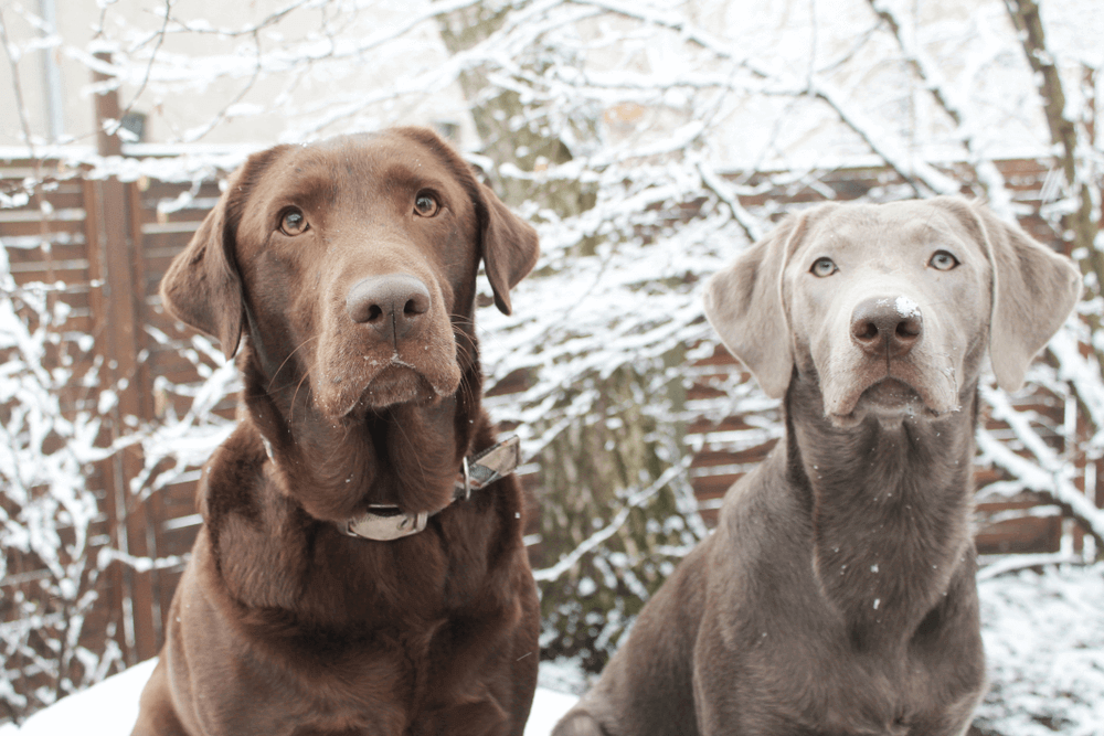 silver and chocolate lab puppies
