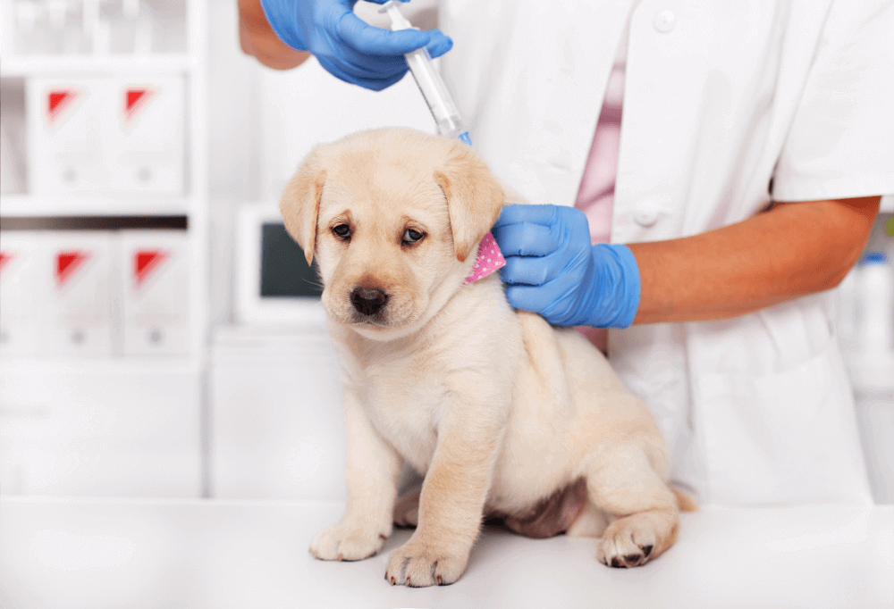 Labrador Vaccination Chart