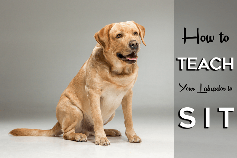 How to Train Your Labrador to Sit? The Labrador Dog
