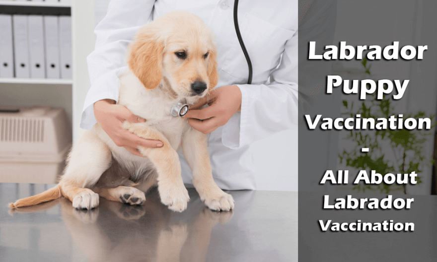 Puppy Vaccination Chart