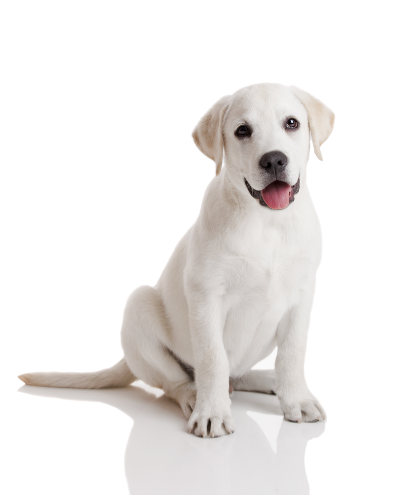 Creamy White Labrador Puppy
