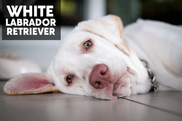 White Labrador